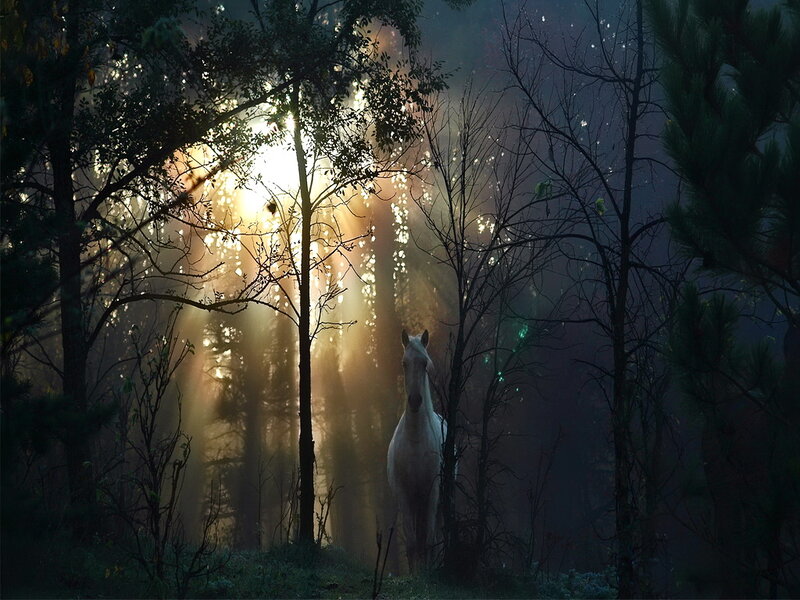 White Horse in Forest — Green, Serene, Morning, Photograph