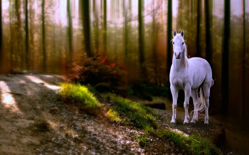 White Horse in Forest — Serene, Morning