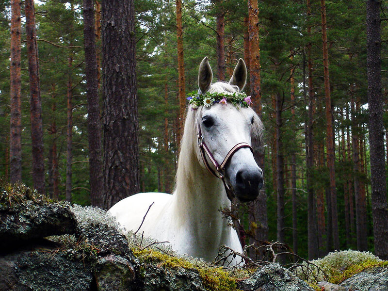 White Horse in Forest — Serene, Summer