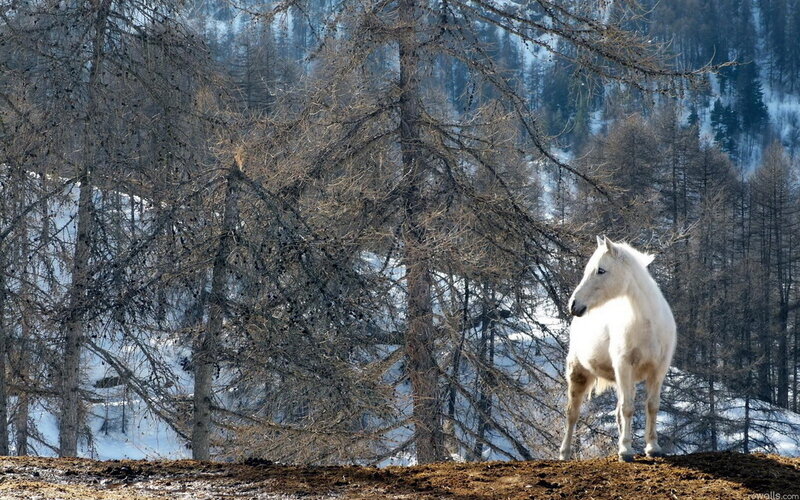 White Horse in Forest — Serene, Winter