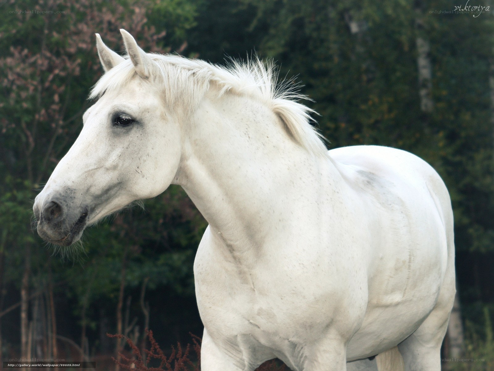 white horse in forest