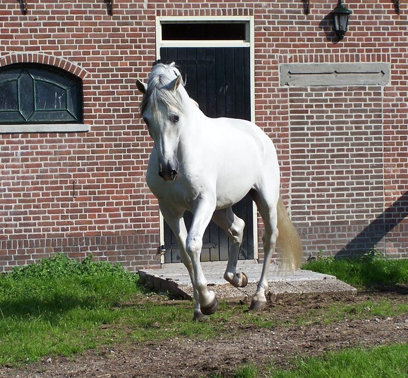 White horse in front of brick building