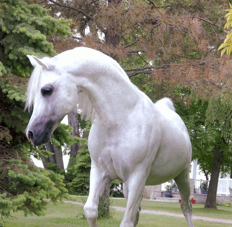 white horse in garden