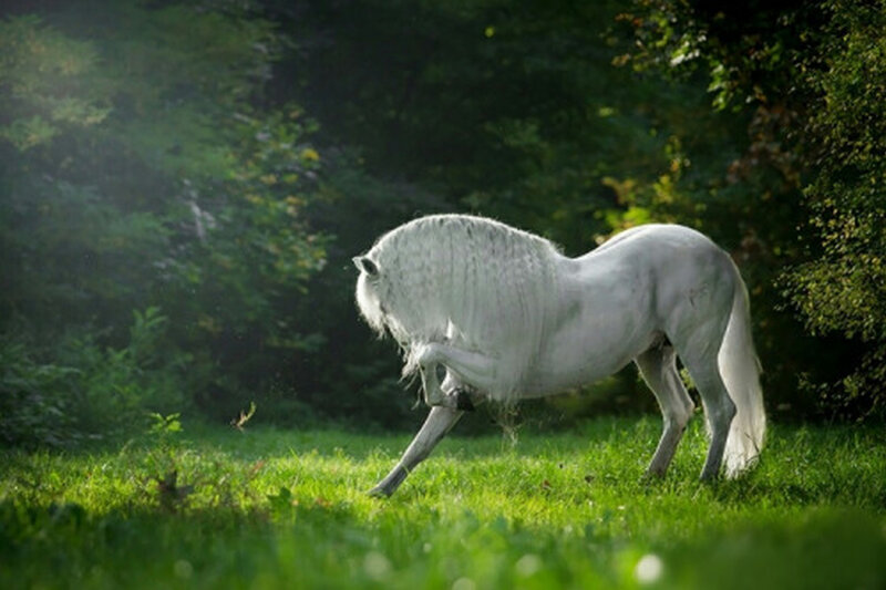 White Horse in Grass — Green