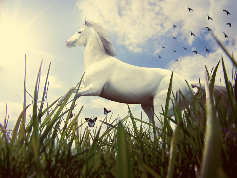 White Horse in Grass — Serene