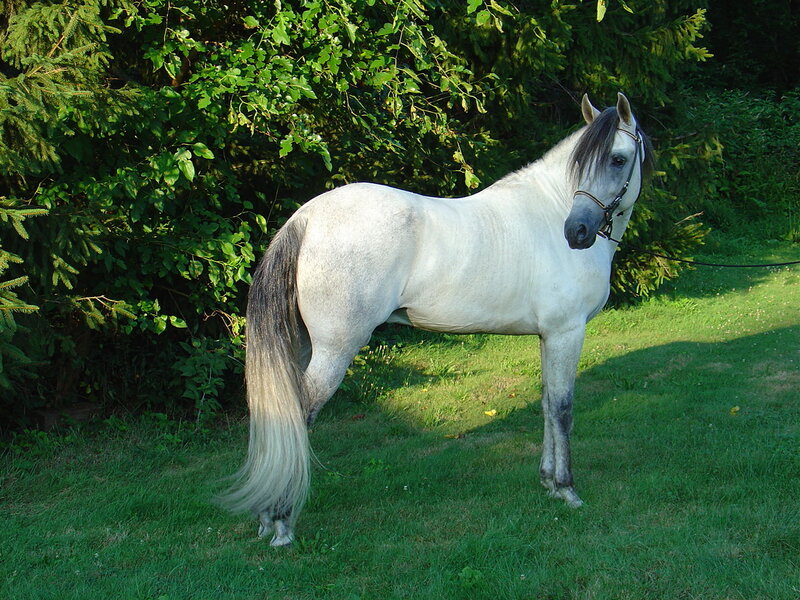 White Horse in Grass