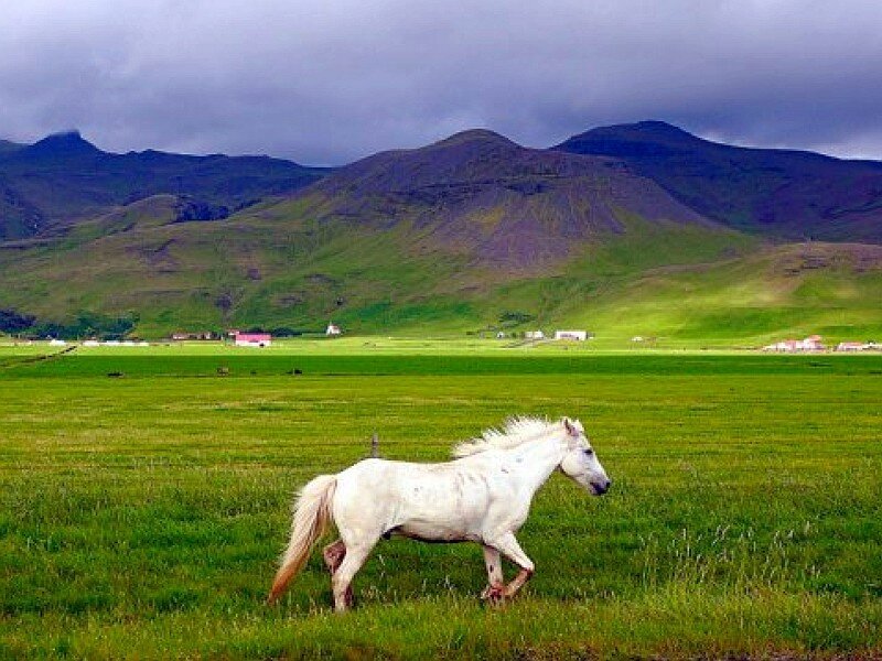 White horse in green field