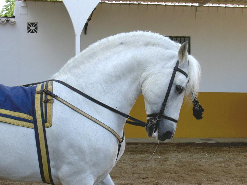 White Horse in Harness