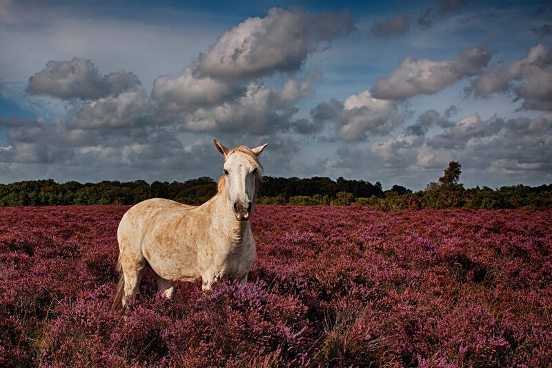 White Horse in Heather — Purple