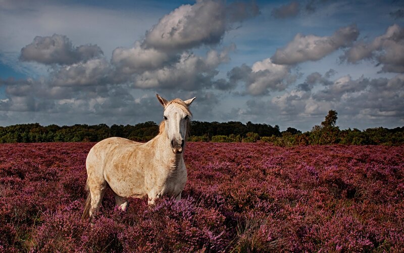 White Horse in Heather