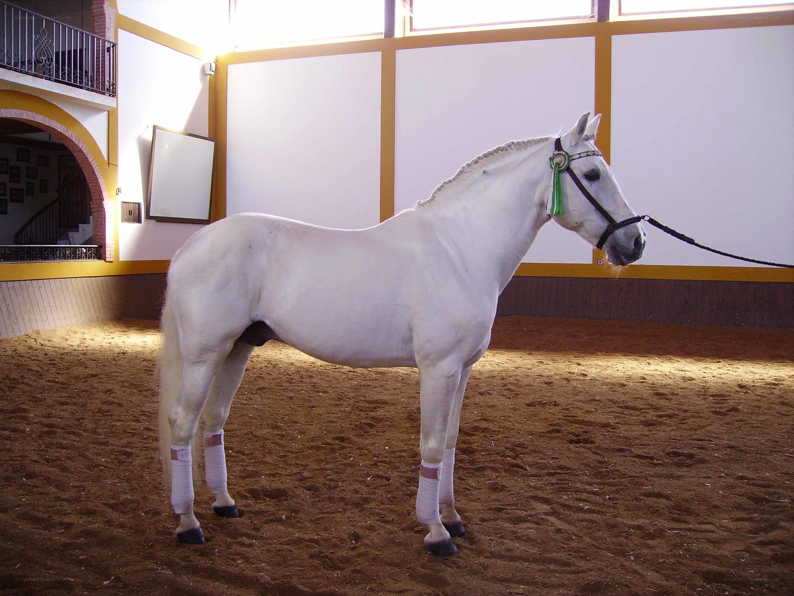 White horse in indoor arena