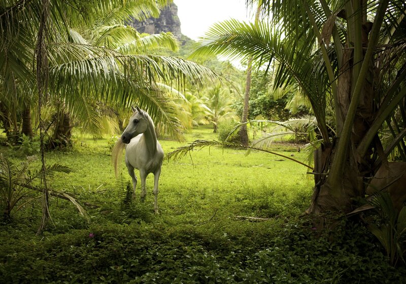 White Horse in Jungle