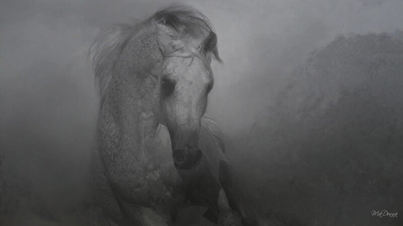 white horse in mist
