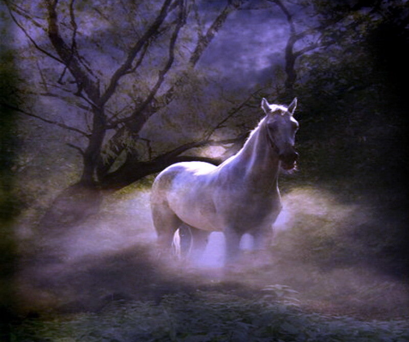 White Horse in Mist — Purple