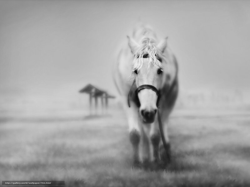 White horse in mist