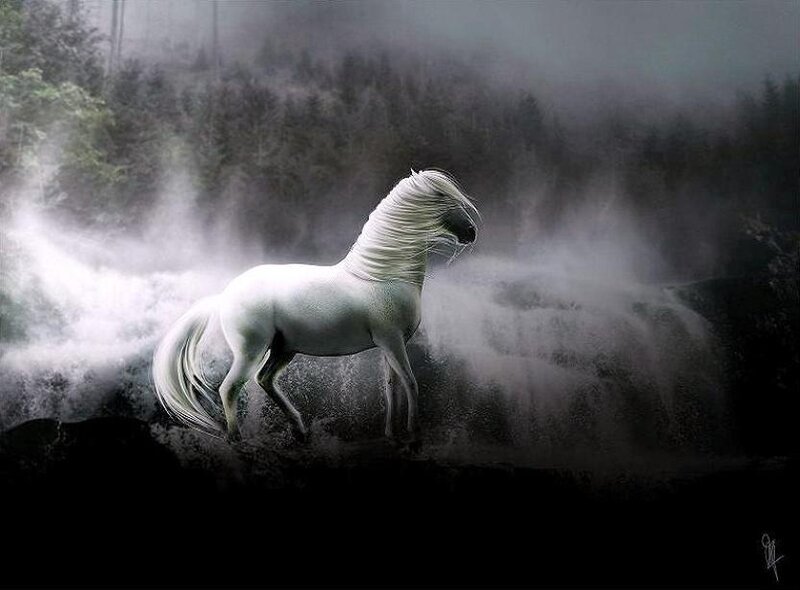White horse in misty forest