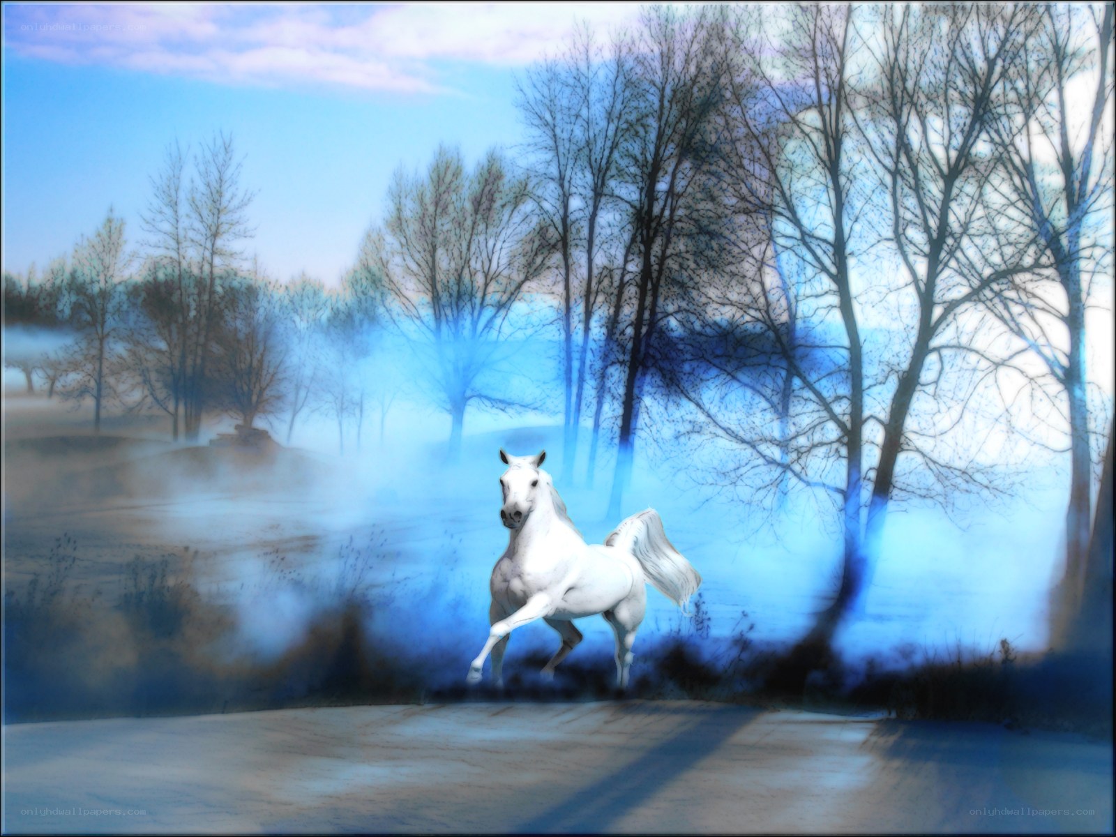 White horse in misty forest