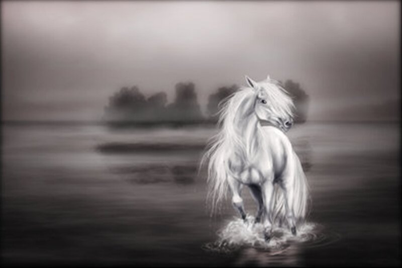 White horse in misty water