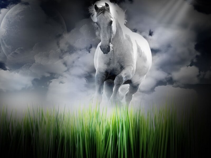 White horse in moonlit field