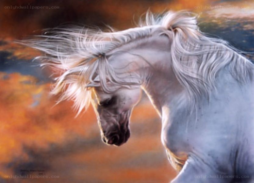 white horse in motion