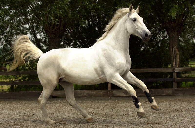 white horse in motion