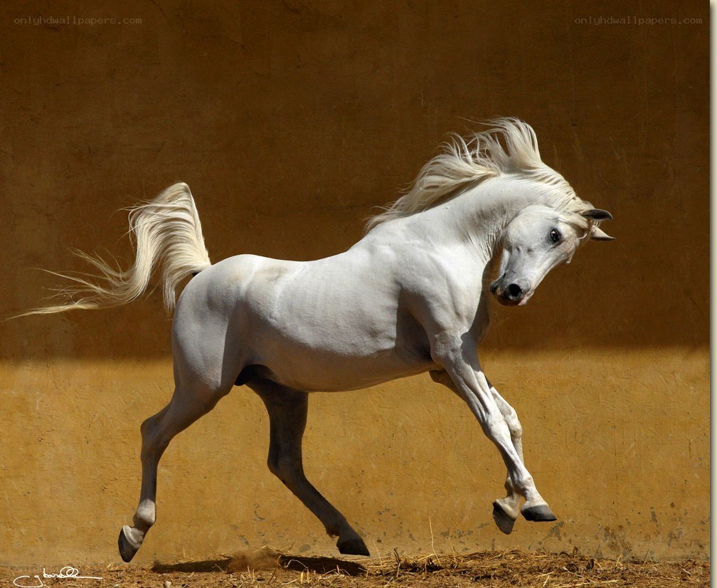 White horse in motion