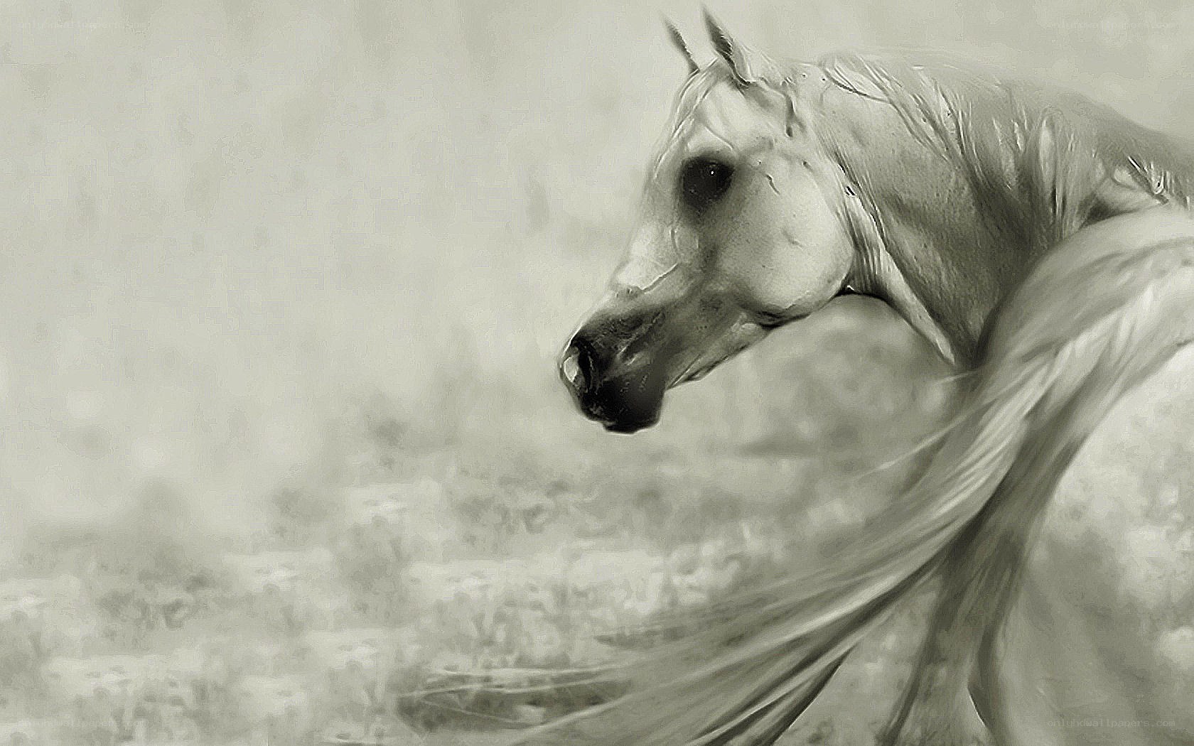white horse in motion