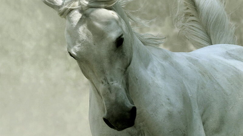 white horse in motion