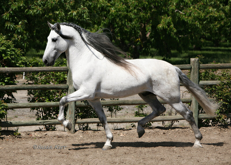white horse in motion