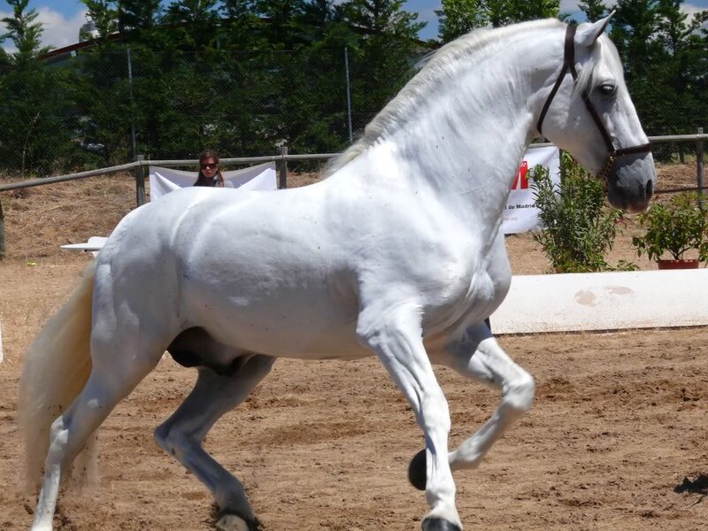 White horse in motion