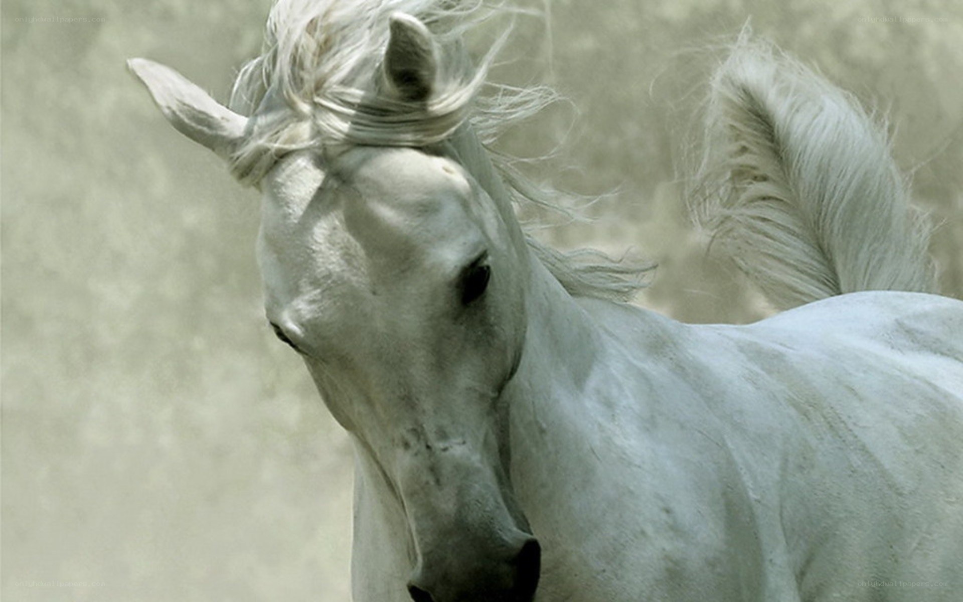 white horse in motion