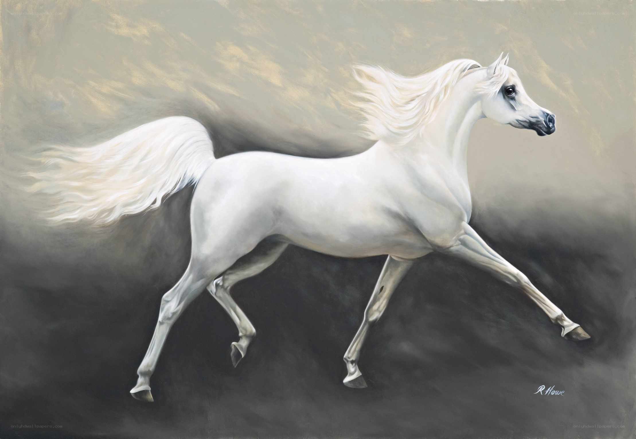 White horse in motion