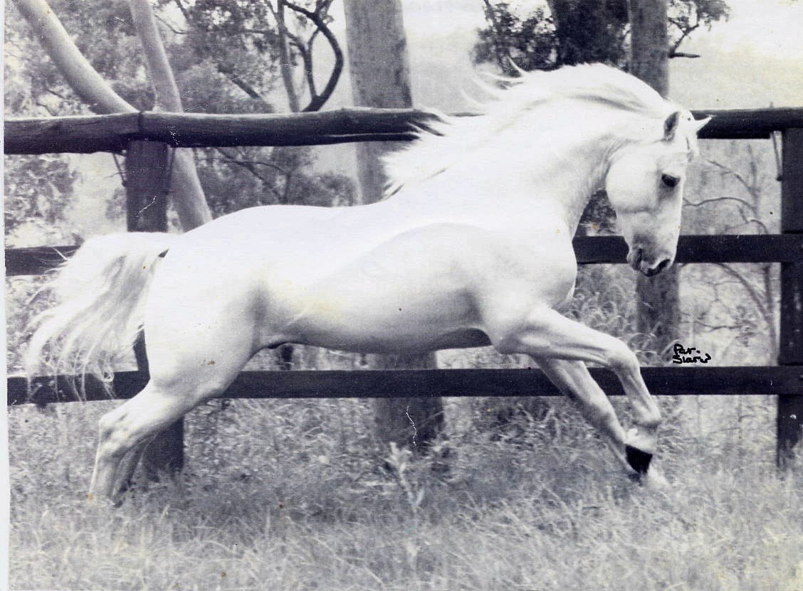 White horse in motion