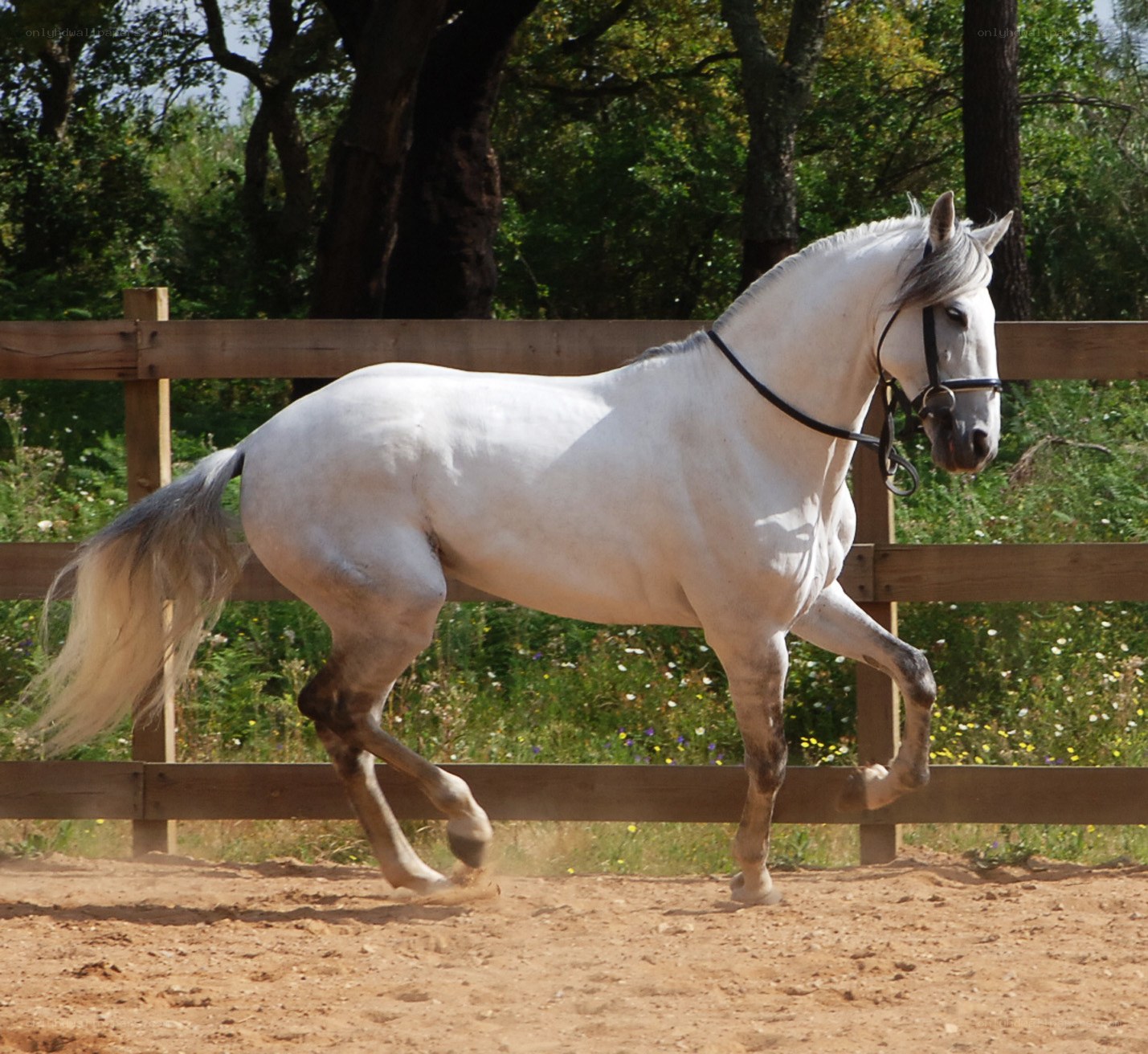white horse in motion