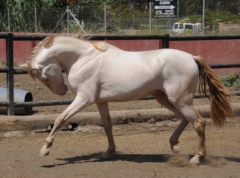 White Horse in Motion — Active, Afternoon