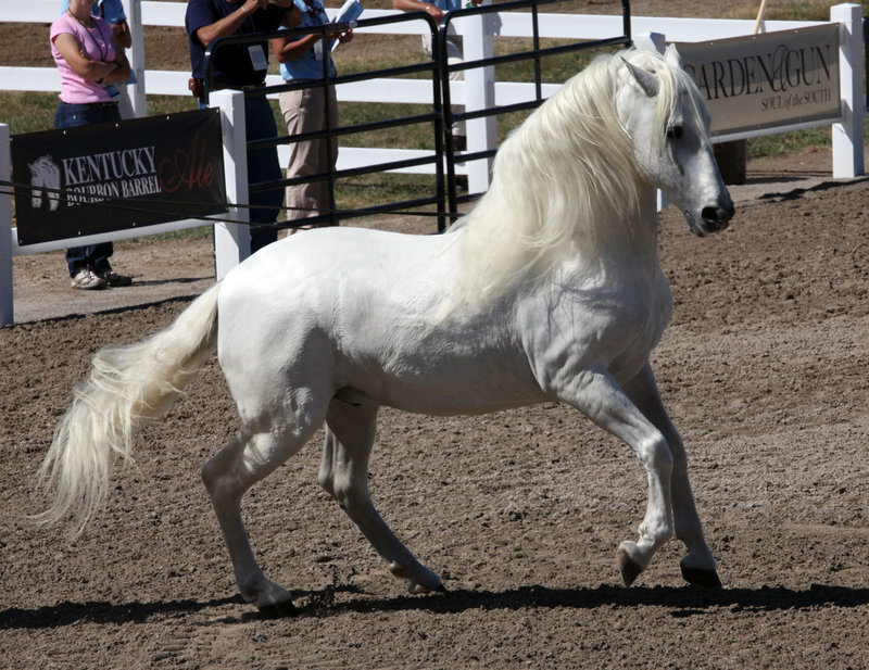 White Horse in Motion — Active