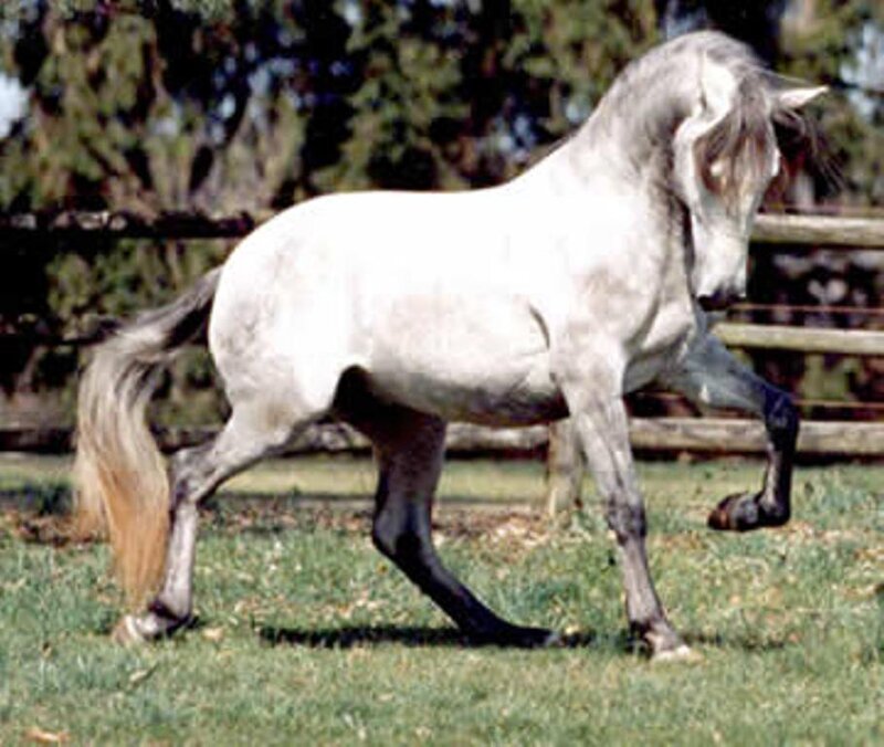 White Horse in Motion — Calm, Afternoon
