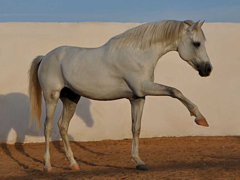 White Horse in Motion — Calm