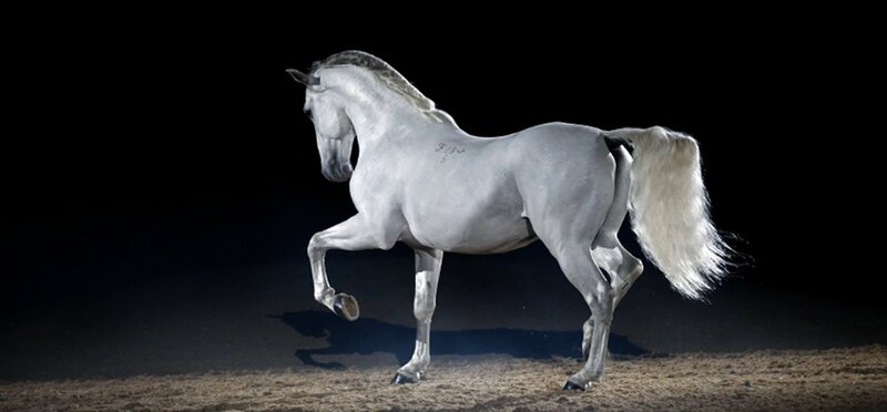 White Horse in Motion — Dramatic, Night