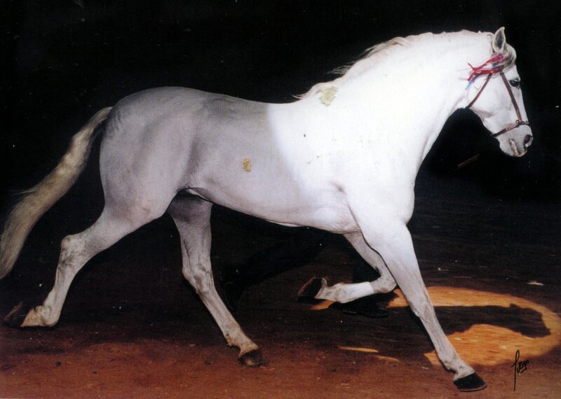 White Horse in Motion — Dramatic