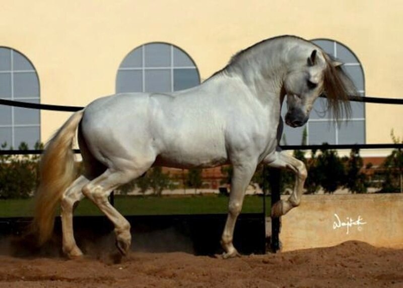 White Horse in Motion — Dynamic, Afternoon, Photograph