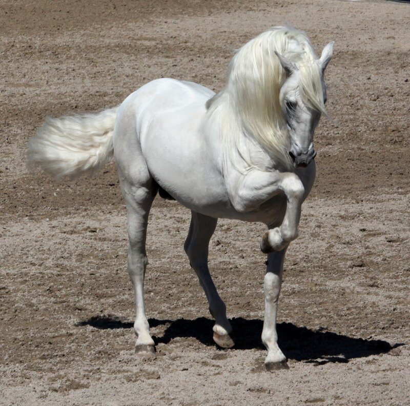 White Horse in Motion — Dynamic, Afternoon