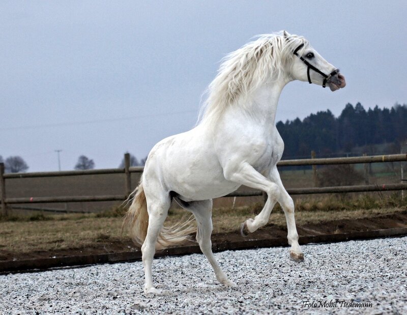 White Horse in Motion — Dynamic, Autumn