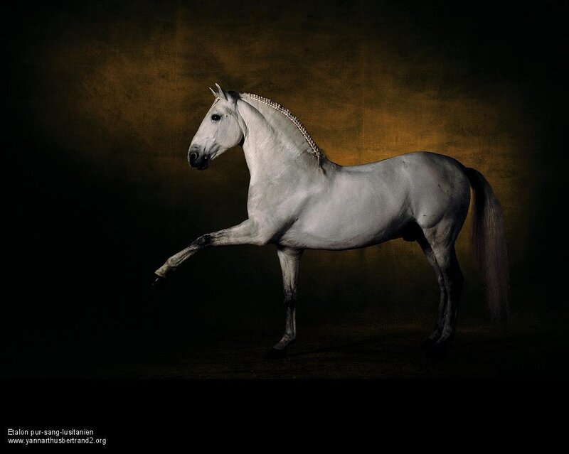 White Horse in Motion — Gray, Dramatic