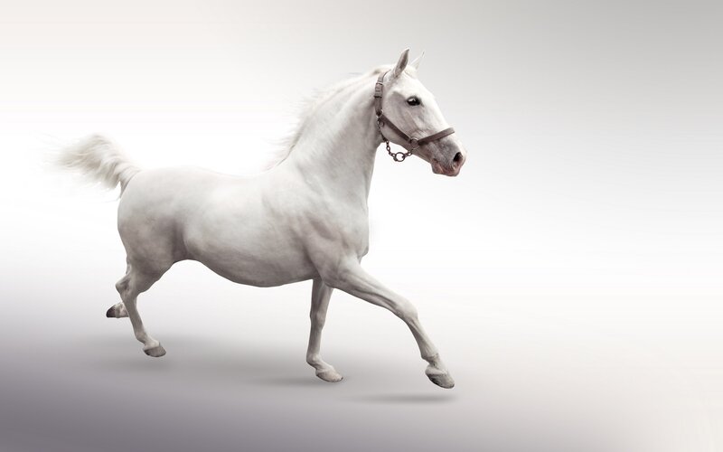 white horse in motion