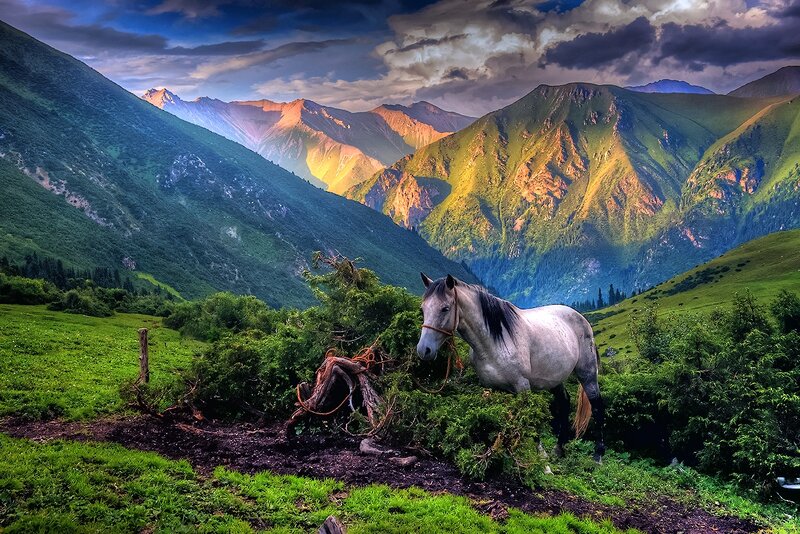 White Horse in Mountains — Green