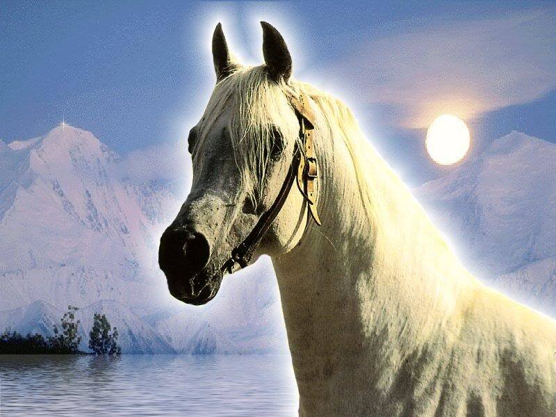 White Horse in Mountains