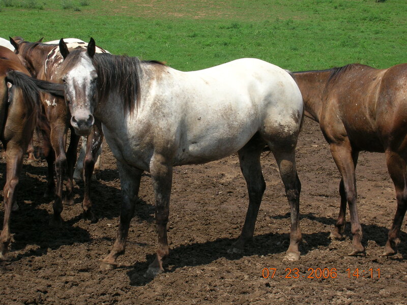 White Horse in Mud