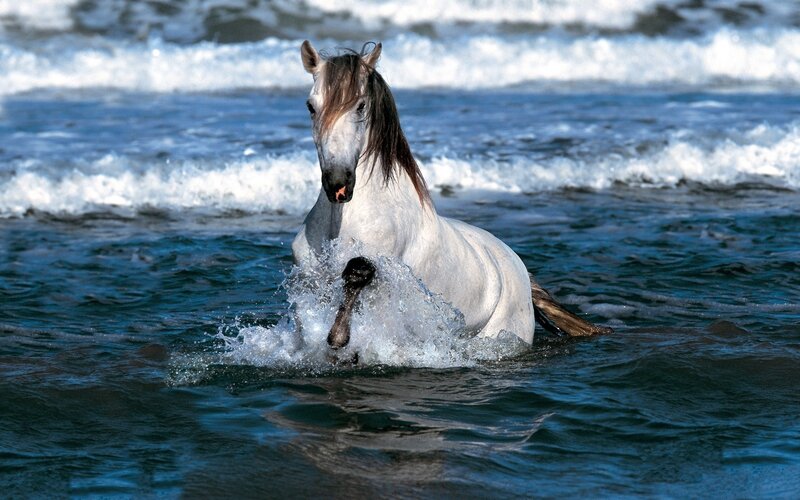 White Horse in Ocean — Blue, Dynamic