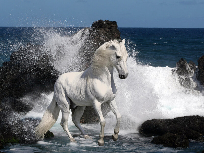 White Horse in Ocean — Dramatic, Afternoon, Photograph